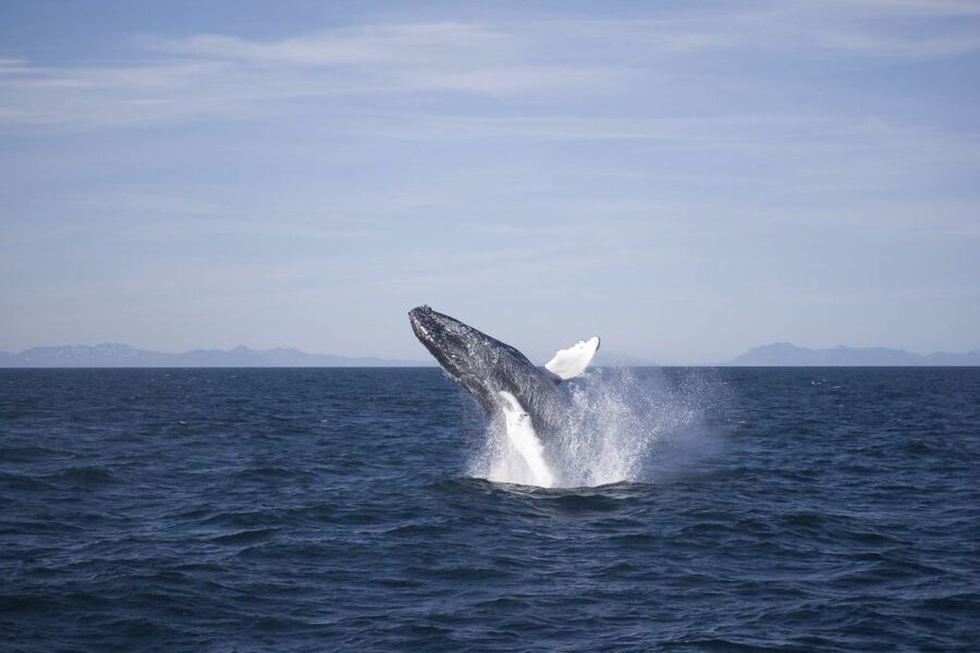 Reykjavik: the Original 3-Hour Whale Watching Tour - Where you meet at Old Harbour, and why the Whale Watching Centre matters
