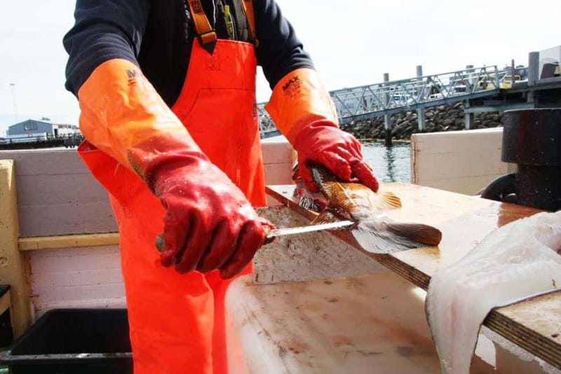 Reykjavik: Traditional Sea Fishing with BBQ Feast - Your 3-hour rhythm: from short sail to real fishing time