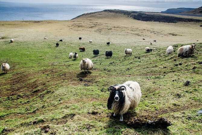 Reykjavik - Westman Islands (Bus transfer to Landeyjahöfn) - Once you land on the islands: move on your own time