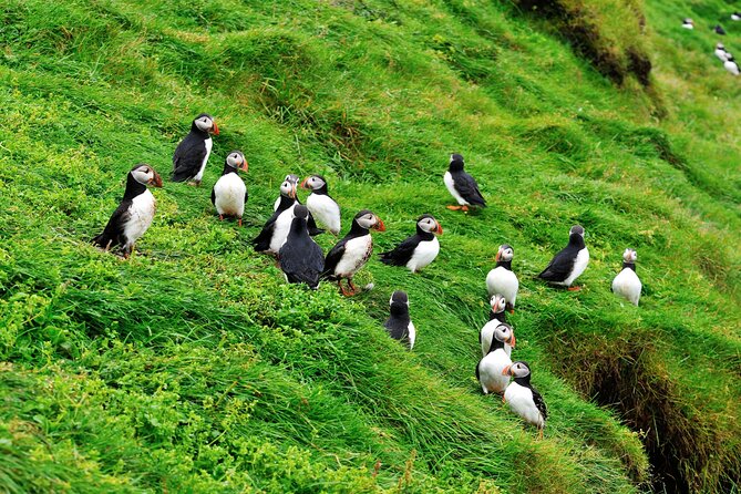 Reykjavik - Westman Islands (Bus transfer to Landeyjahöfn) - Price and value: what $60 buys you, and what it doesn’t