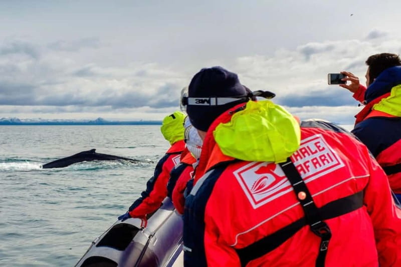 Reykjavik: Whale and Puffin Watching RIB Boat Tour - Puffin island time: what you should look for during the island leg