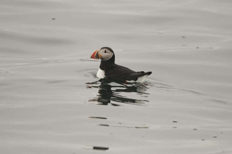 Reykjavik: Whale and Puffin Watching RIB Boat Tour - The whale search phase: why the RIB gets you closer