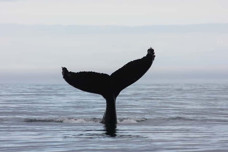 Reykjavik: Whale and Puffin Watching RIB Boat Tour - Expect wet, windy, and bouncy: how to stay comfortable on a RIB