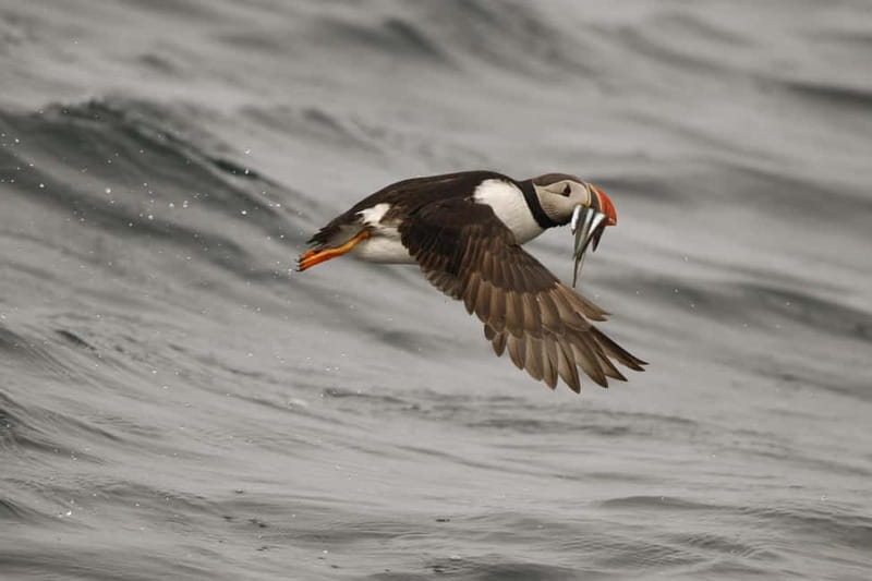 Reykjavik: Whale and Puffin Watching RIB Boat Tour - Group size, timing, and what a 2-hour tour really buys you