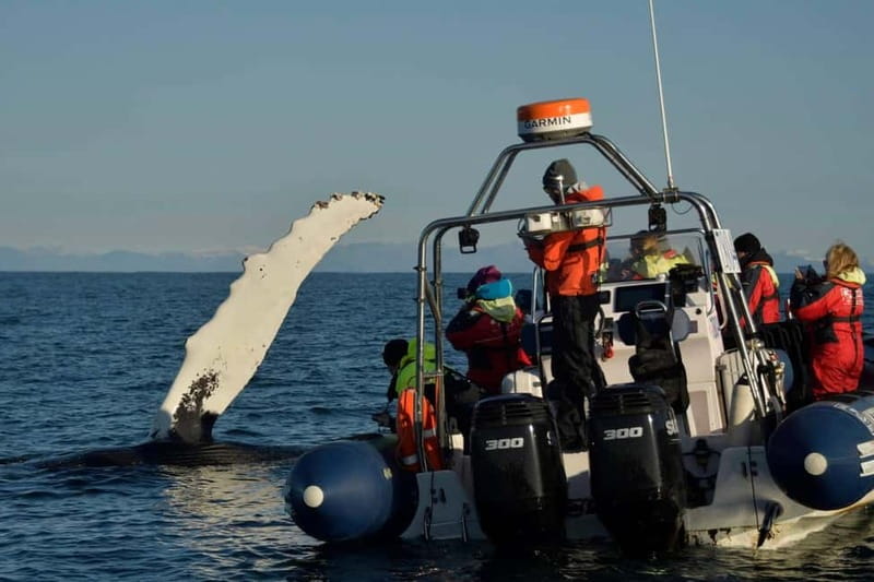 Reykjavik: Whale and Puffin Watching RIB Boat Tour - Who this tour fits best, and who should skip the RIB