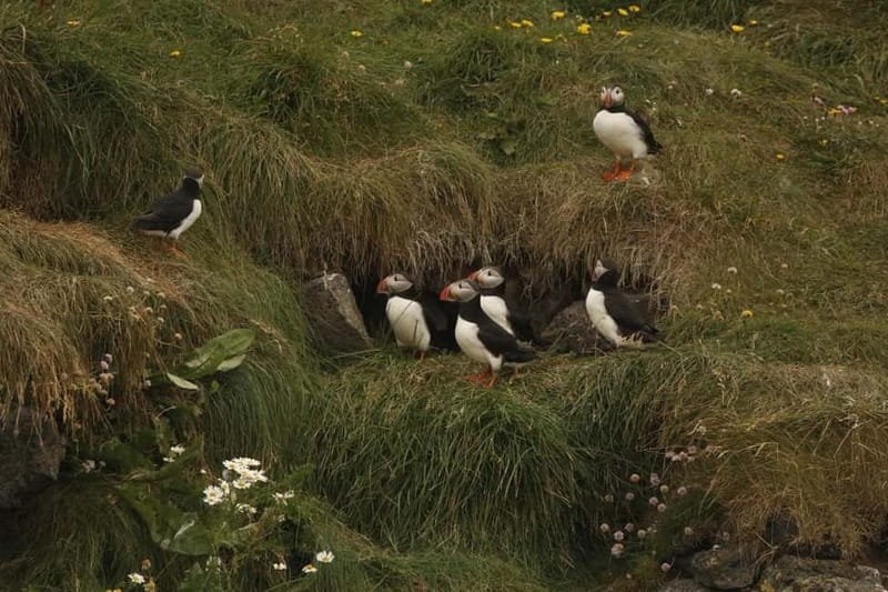 Reykjavik: Whale and Puffin Watching RIB Boat Tour - Price and value: is $200 per person worth it?