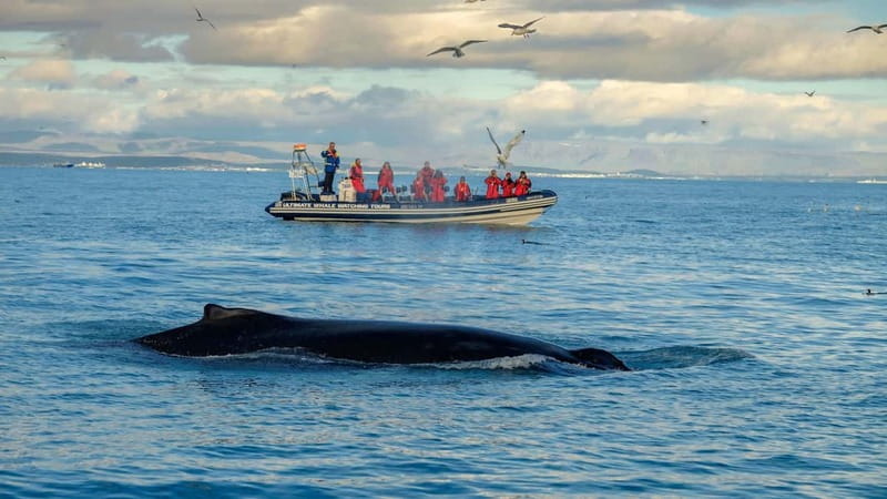 Reykjavik: Whale and Puffin Watching RIB Boat Tour - The whale and puffin season window that actually affects your odds