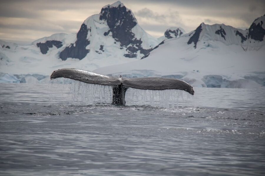 Reykjavik: Whale & Marine Adventure Tour - A Few On-Board Tips That Actually Help