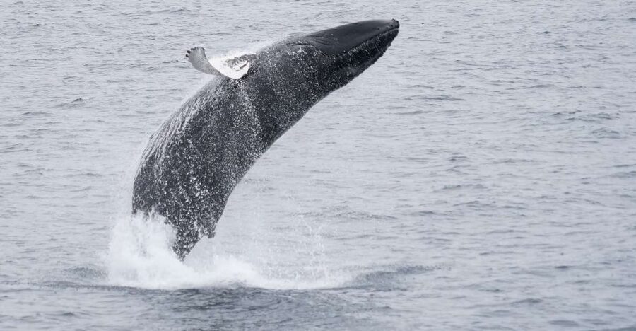 Reykjavik: Whale & Marine Adventure Tour - Price and Value: What You Get for $104