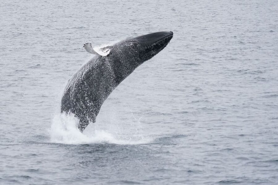 Reykjavik: Whale & Marine Adventure Tour - Weather, Timing, and the Whale Watching Reality