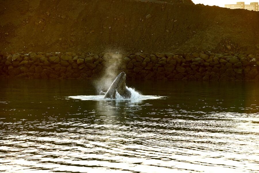 Reykjavik: Whale & Marine Adventure Tour - Your 3 Hours on the Water in Faxaflói Bay