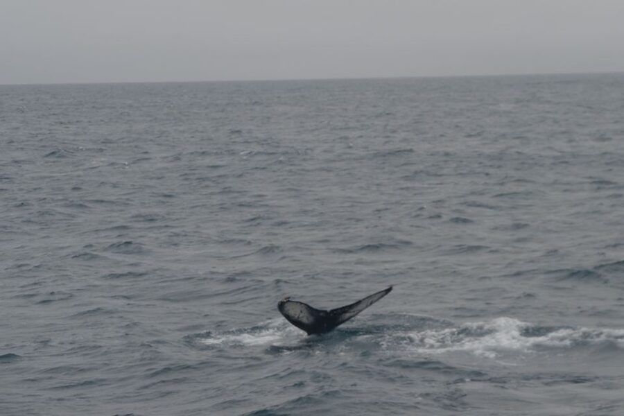 Reykjavik: Whale Watching and Dolphin Watching Yacht Cruise - Reykjavik to Faxafloi Bay on a real spotting yacht