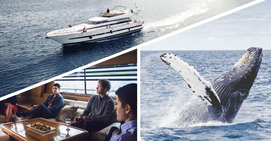 Reykjavik: Whale Watching and Dolphin Watching Yacht Cruise - Wildlife checklist: whales, dolphins, seals, birds, and puffins