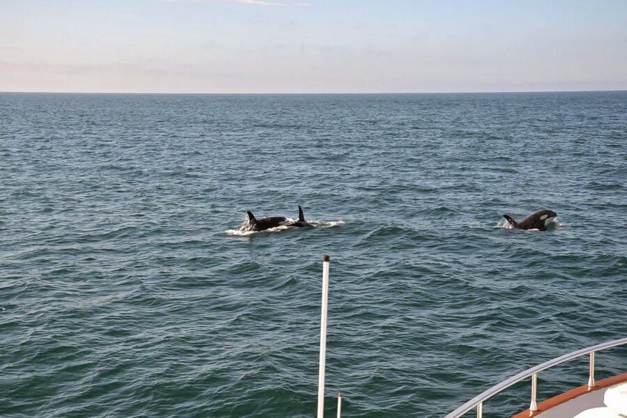 Reykjavik: Whale Watching and Dolphin Watching Yacht Cruise - How the 3-hour format feels on the water