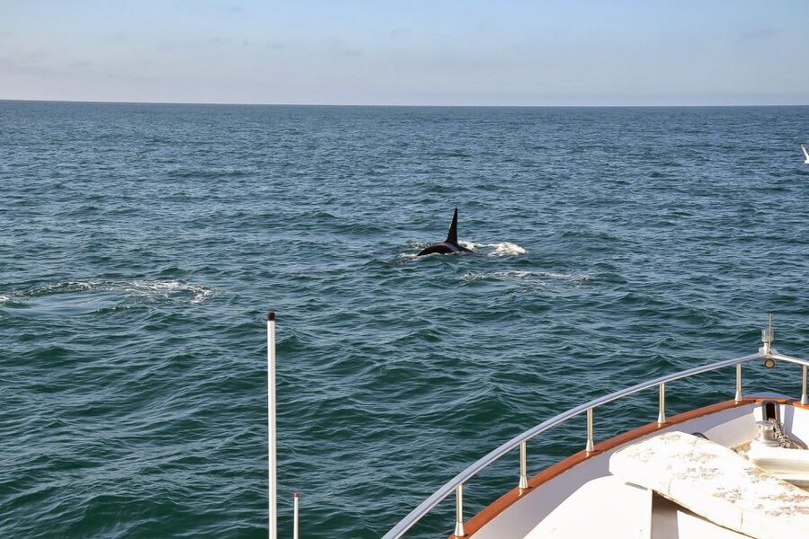 Reykjavik: Whale Watching and Dolphin Watching Yacht Cruise - Price and value: where the $106 really lands