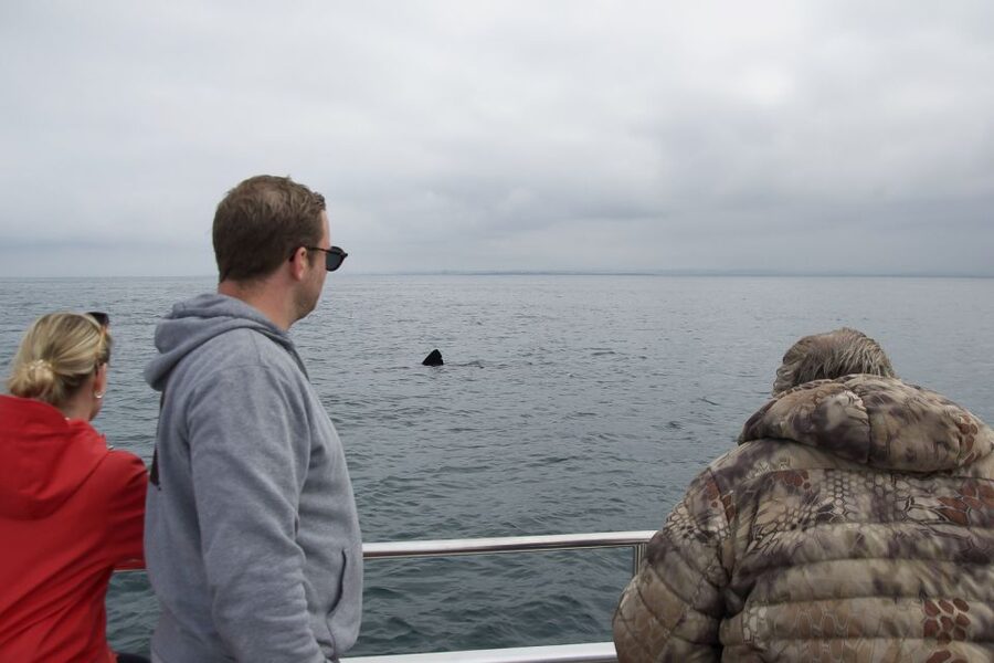 Reykjavik: Whale Watching and Dolphin Watching Yacht Cruise - When to go: puffins in summer and whales year-round