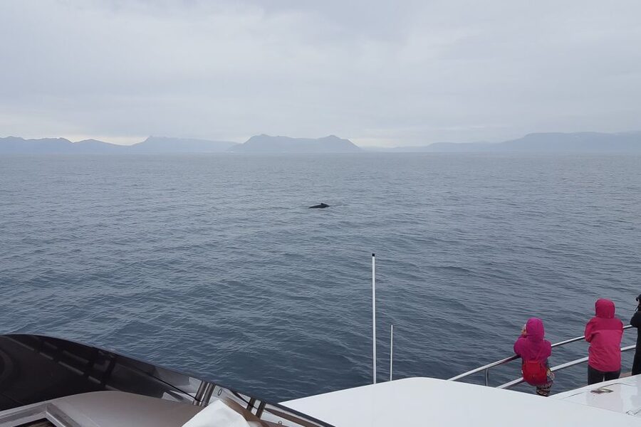 Reykjavik: Whale Watching and Dolphin Watching Yacht Cruise - Meeting point at a Reykjavik restaurant, and what to do first