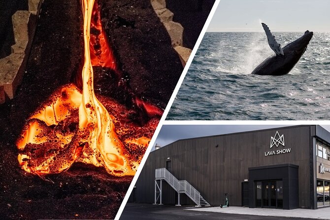 Reykjavik Whale Watching and Lava Show - Timing: Two Schedules, One Consistent Flow