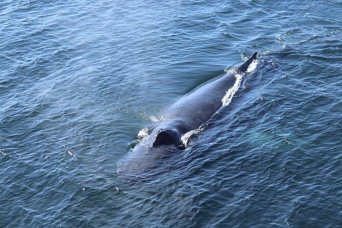 Reykjavik Whale Watching and Lava Show - The Wildlife Upside, and the Realistic Plan B
