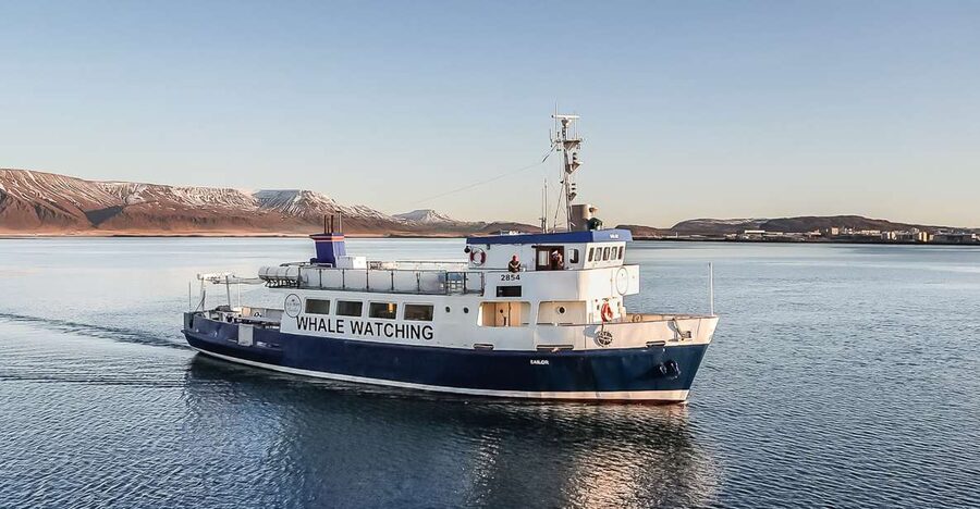 Reykjavík: Whale Watching and Marine Life Cruise - Key Things I’d Focus On