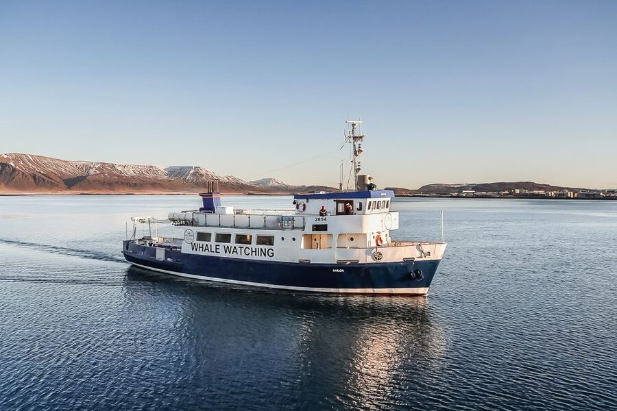 Reykjavík: Whale Watching and Marine Life Cruise - The First Boat Hours: Searching Without Stress