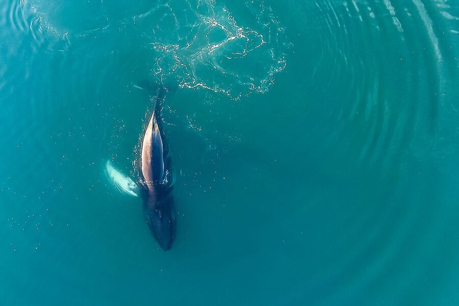 Reykjavík: Whale Watching and Marine Life Cruise - The Whale Watching Approach: Respectful Distance That Still Feels Close