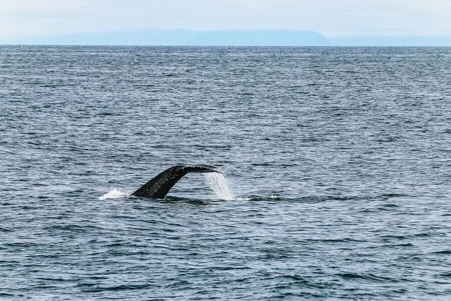 Reykjavík: Whale Watching and Marine Life Cruise - Wildlife Chances: What You Might See, Not Just What You Wish For