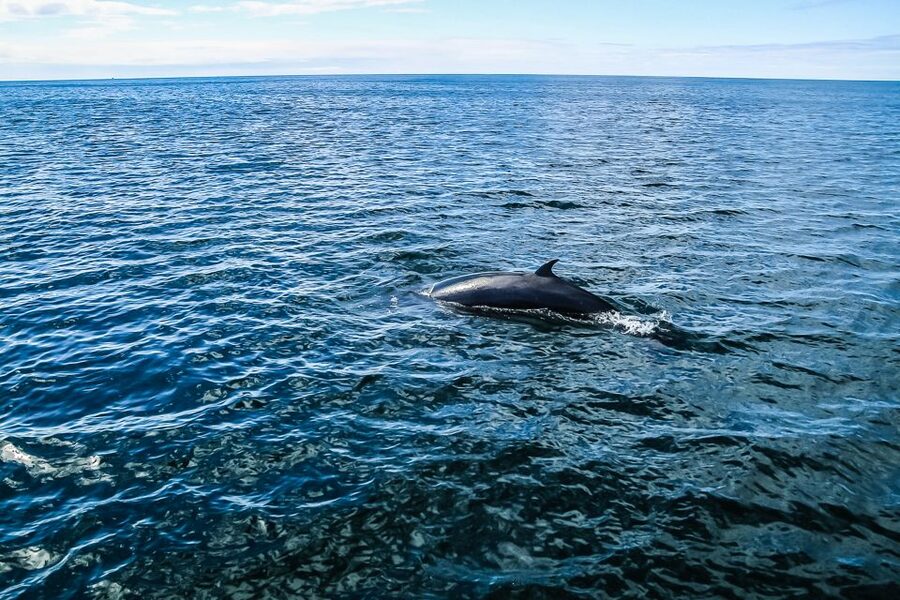 Reykjavík: Whale Watching and Marine Life Cruise - Weather Reality: Dress Like the Ocean Is in Charge