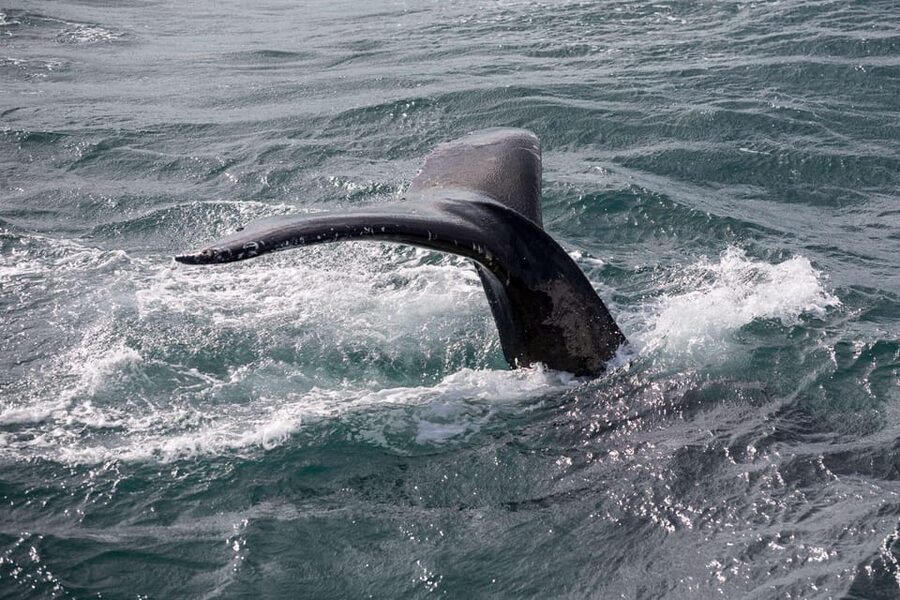 Reykjavik: Whale Watching and Puffin Excursion - Key Things to Know