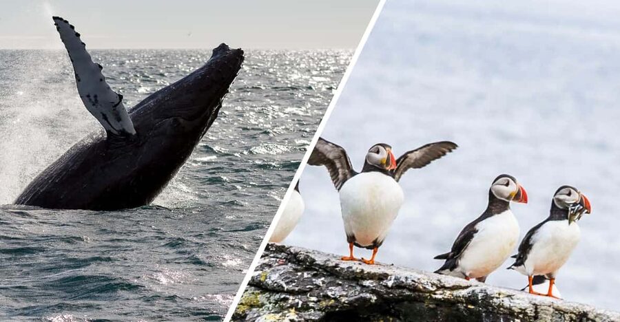 Reykjavik: Whale Watching and Puffin Excursion - Your 4 Hour Combo: Two Separate Tours, One Wildlife Hit List