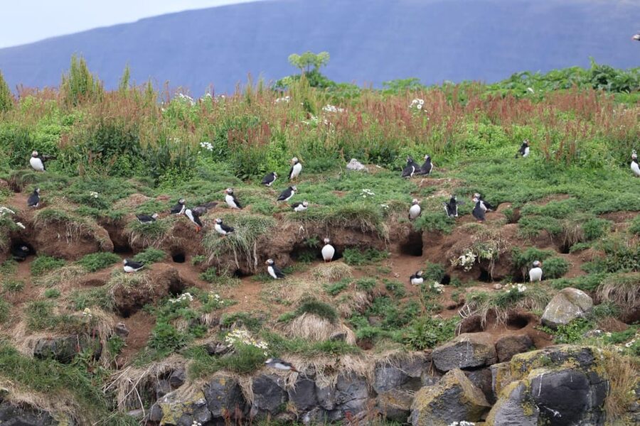 Reykjavik: Whale Watching and Puffin Excursion - Whale Watching in the Atlantic: Humpback and Minke Spotting Moves