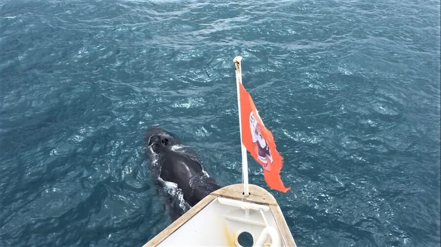 Reykjavik: Whale Watching and Puffin Excursion - What to Wear and Bring: Iceland Windproof Your Day