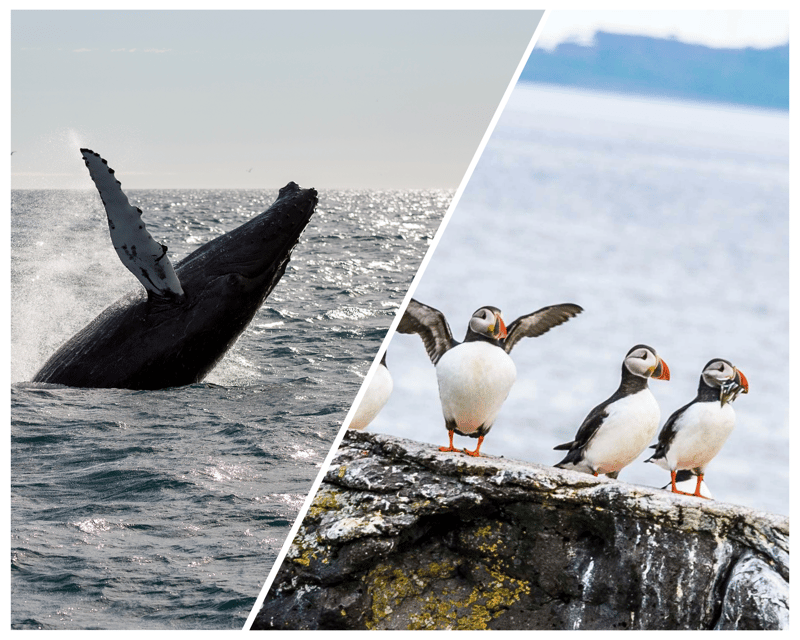 Reykjavik: Whale Watching and Puffin Excursion - Weather, Shared Boats, and Sightings: How to Think About the Odds