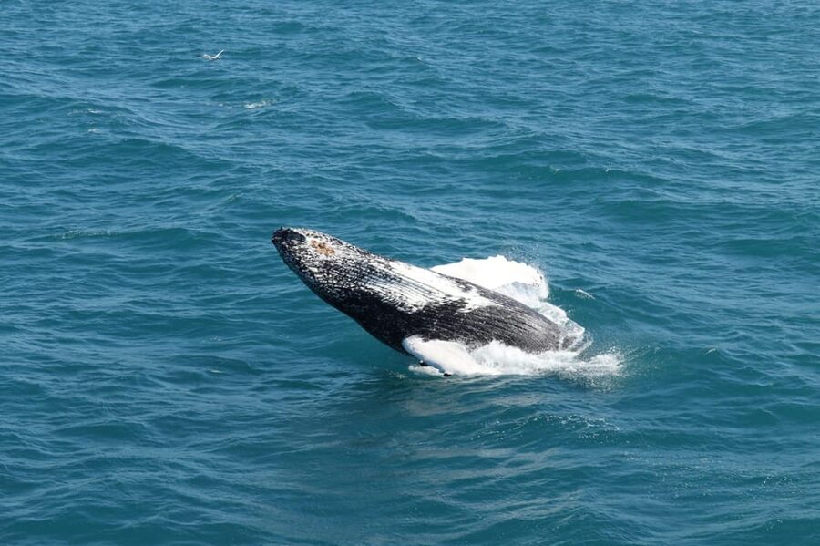 Reykjavik: Whale Watching and Puffin Excursion - Who This Tour Fits Best (And Who Should Skip It)