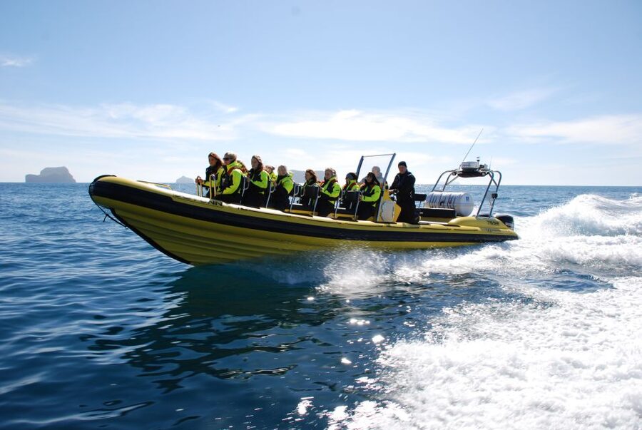 Reykjavik: Whale Watching by RIB Speedboat - Why the small RIB boat often feels more real than big cruises