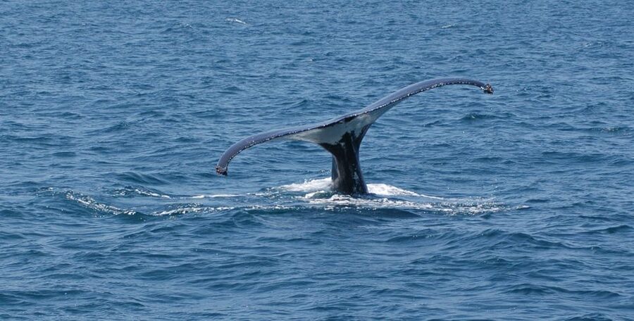 Reykjavik: Whale Watching by RIB Speedboat - Gear included, what to bring, and how to dress for Reykjavík wind