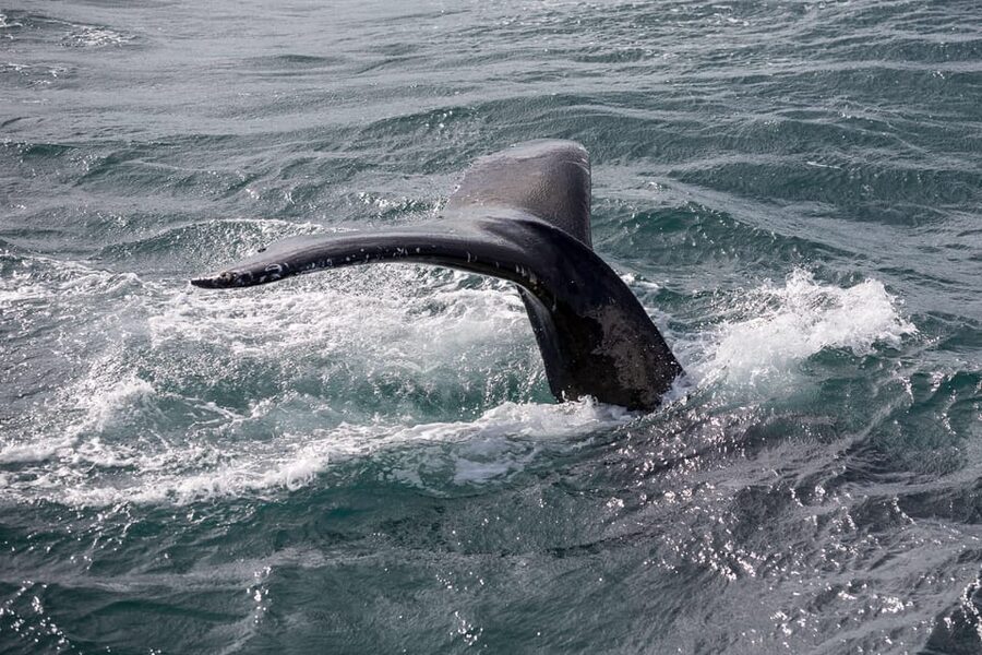 Reykjavík: Whale Watching Cruise and FlyOver Combo Ticket - Key Things You’ll Notice