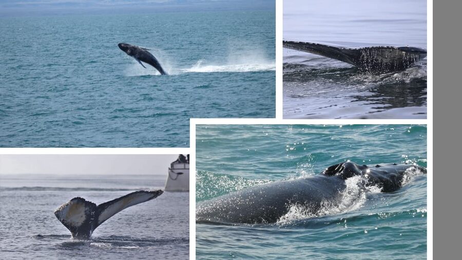 Reykjavík: Whale Watching Cruise and FlyOver Combo Ticket - Whale and FlyOver in 3.5 Hours: How the Combo Really Feels