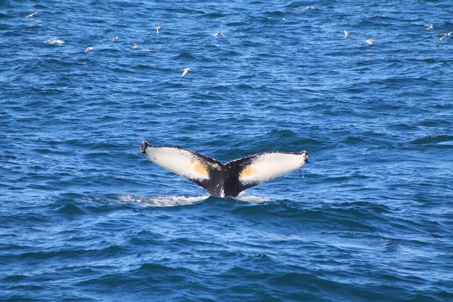 Reykjavík: Whale Watching Cruise and FlyOver Combo Ticket - On the Whale Watching Cruise: Warmth, Guides, and Real Whale Moments