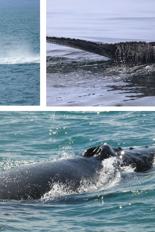 Reykjavík: Whale Watching Cruise and FlyOver Combo Ticket - Who This Works Best For (And Who Might Struggle)