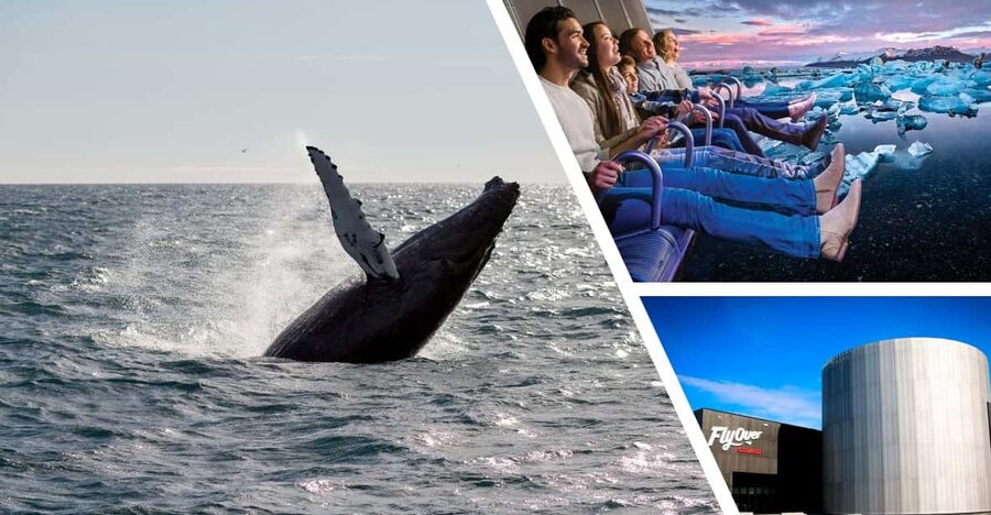 Reykjavík: Whale Watching Cruise and FlyOver Combo Ticket - Practical Tips You’ll Actually Use