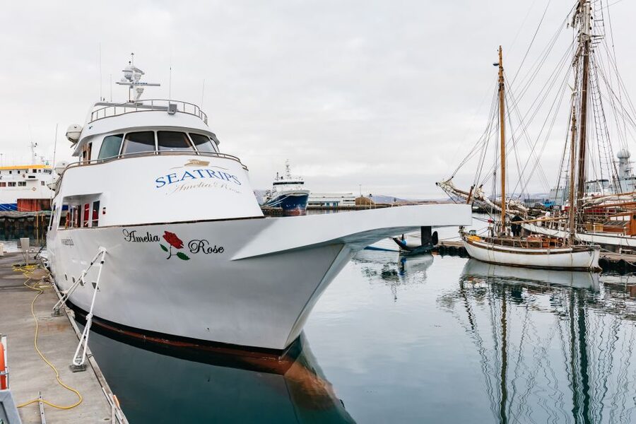Reykjavík: Whale Watching Cruise on the Amelia Rose Yacht - Key Things You Can Expect on This Reykjavik Whale Cruise
