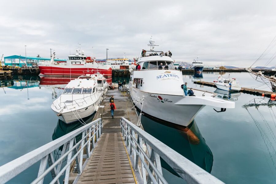 Reykjavík: Whale Watching Cruise on the Amelia Rose Yacht - Should You Book This Reykjavik Whale Watching on the Amelia Rose?