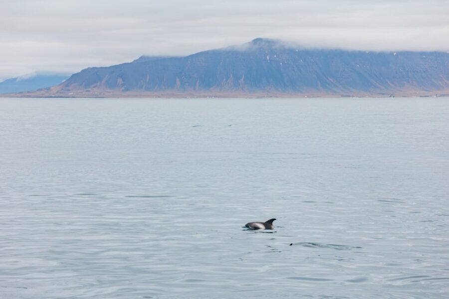 Reykjavík: Whale Watching Cruise on the Amelia Rose Yacht - Old Harbor Check-In and What the Amelia Rose Feels Like