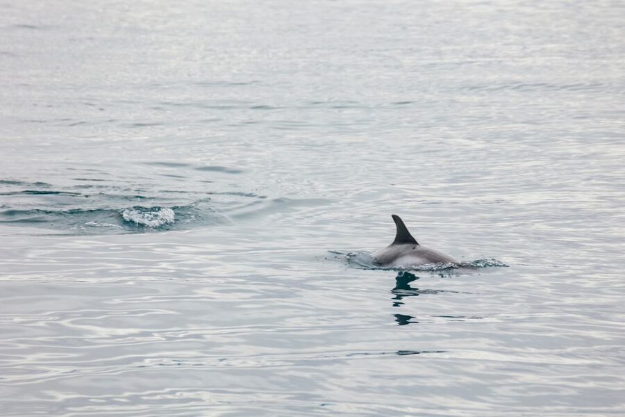 Reykjavík: Whale Watching Cruise on the Amelia Rose Yacht - Who Should Book This Cruise, and Who Might Want Another Option?
