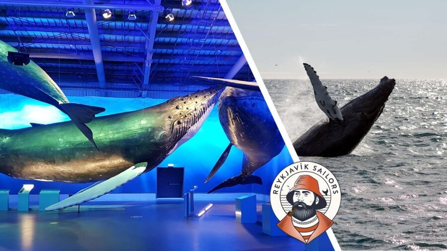 Reykjavik: Whale Watching Excursion & Whale Exhibition - Key Things You Should Know Before You Go