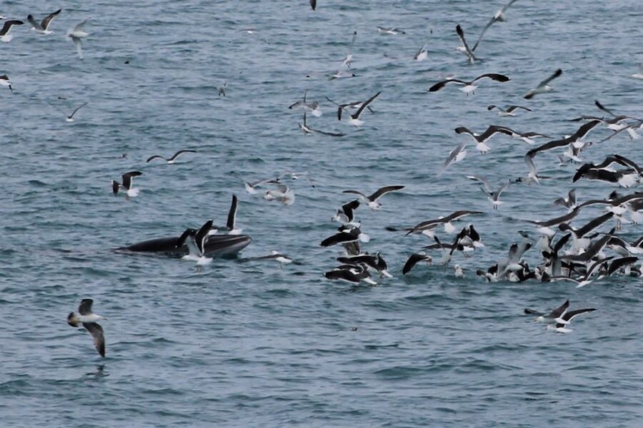 Reykjavik: Whale Watching Excursion & Whale Exhibition - Should You Book This Whale Watching and Whales of Iceland Combo?