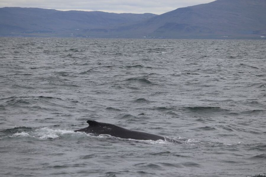 Reykjavik: Whale Watching Excursion & Whale Exhibition - From Geirsgata 11 to the Harbor: Getting Oriented Fast