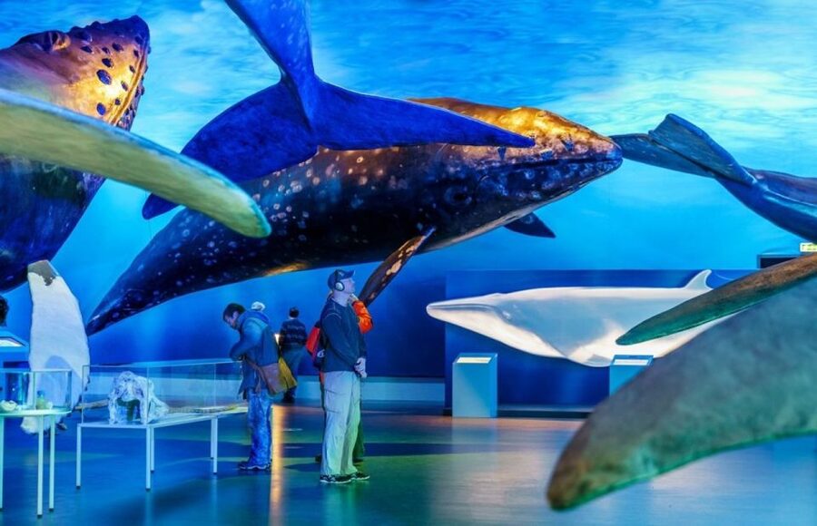 Reykjavik: Whale Watching Excursion & Whale Exhibition - Species and Guides: What You Learn While You Wait for Spouts