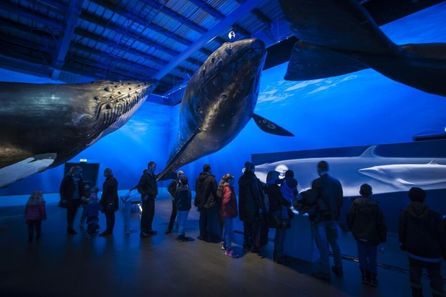 Reykjavik: Whale Watching Excursion & Whale Exhibition - Whales of Iceland Exhibition: The Face-to-Face Part That Never Depends on Weather
